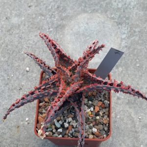Aloe hybr