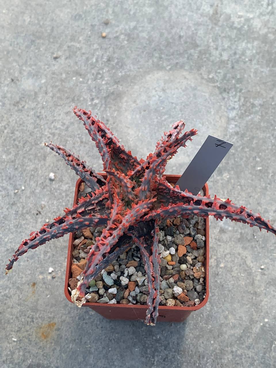 Aloe hybr