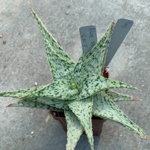 Aloe hybr