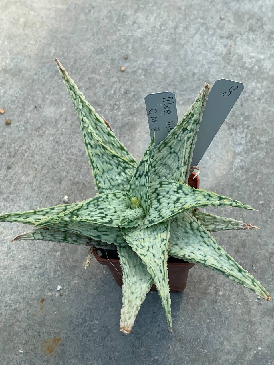 Aloe hybr