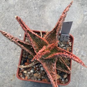 Aloe hybr