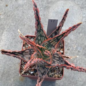 Aloe hybr