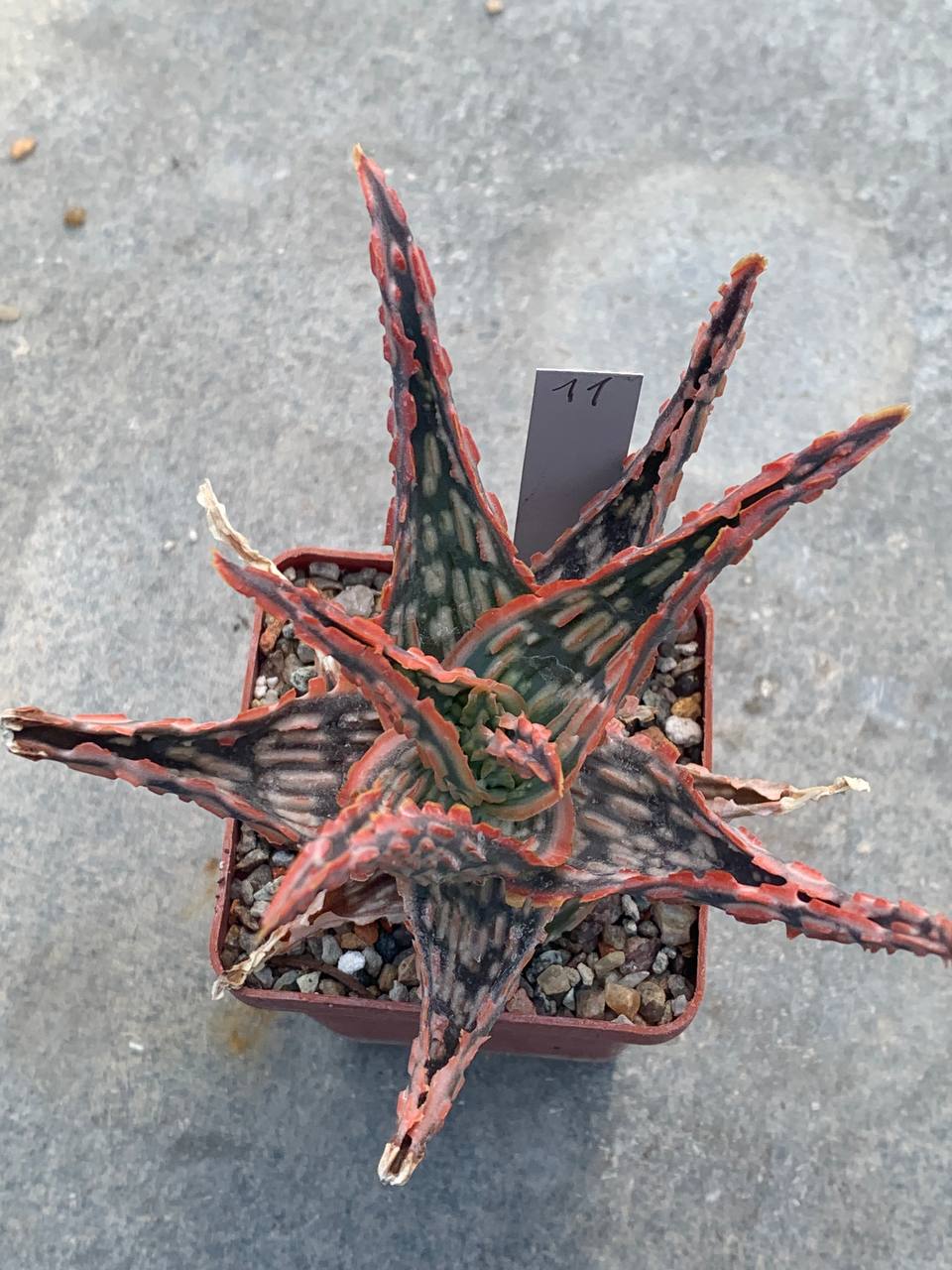 Aloe hybr