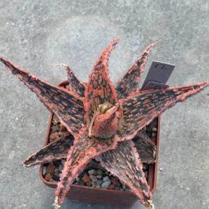 Aloe hybr