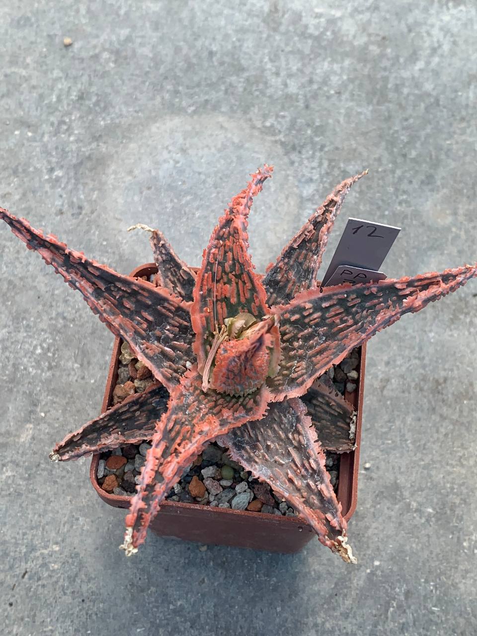 Aloe hybr