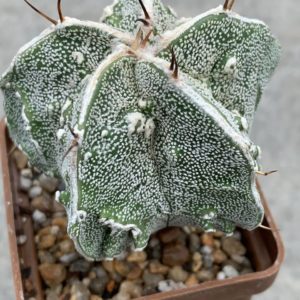 Astrophytum myriostigma Fukuryu