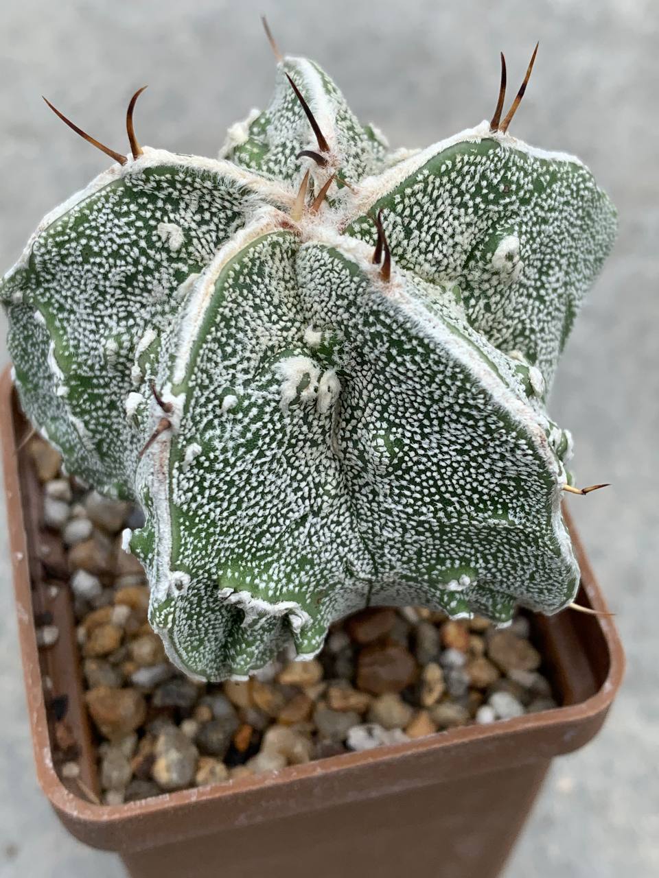 Astrophytum myriostigma Fukuryu