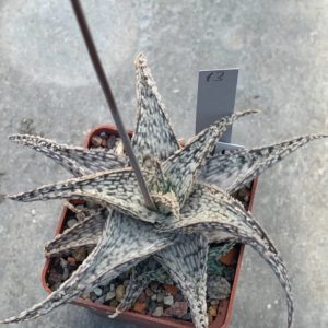 Aloe hybr