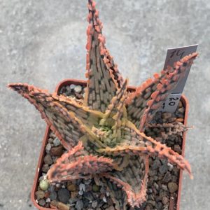 Aloe hybr