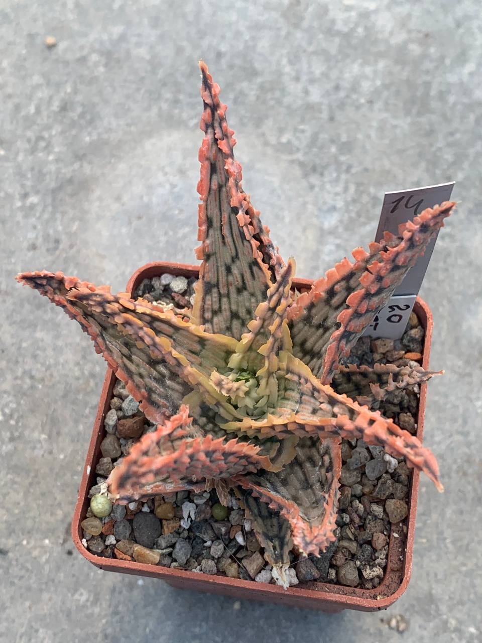 Aloe hybr