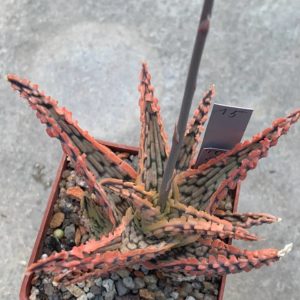 Aloe hybr