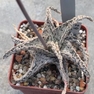 Aloe hybr