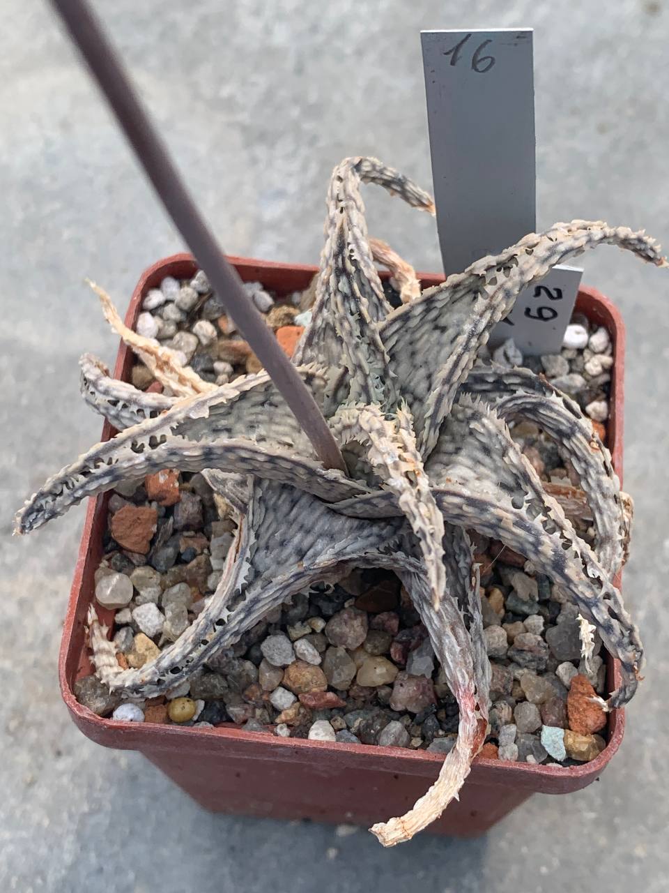 Aloe hybr