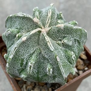 Astrophytum myriostigma Fukuryu