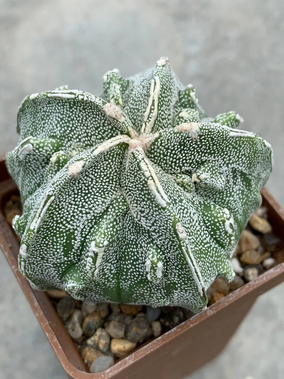 Astrophytum myriostigma Fukuryu