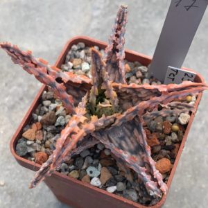 Aloe hybr