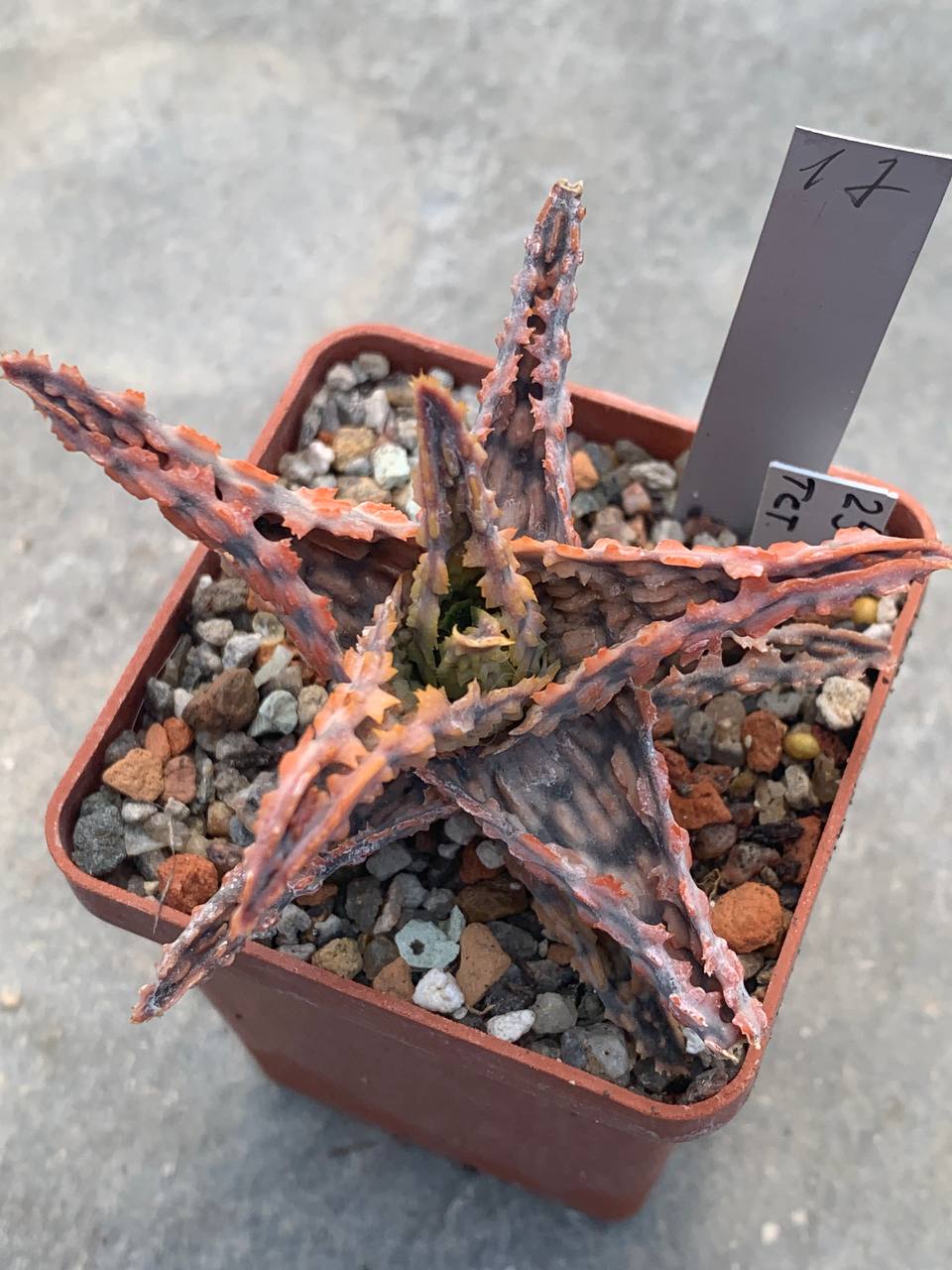 Aloe hybr