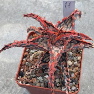 Aloe hybr