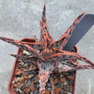 Aloe hybr