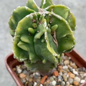 Astrophytum myriostigma nudum Fukuryu