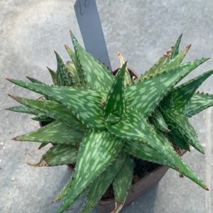 Aloe hybr