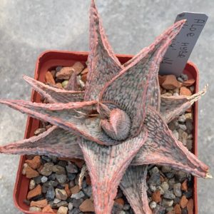 Aloe hybr cv ‘Lipskiy’