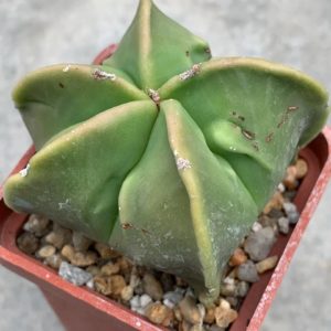 Astrophytum myriostigma nudum Fukuryu