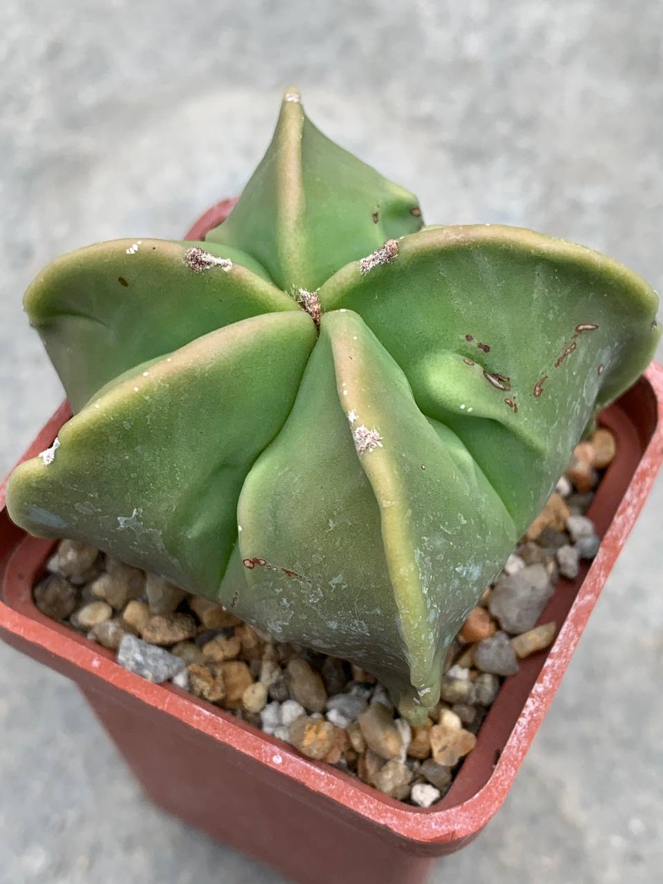 Astrophytum myriostigma nudum Fukuryu
