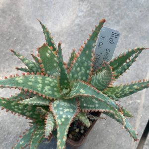 Aloe castilloniae x Franco