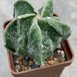 Astrophytum myriostigma Fukuryu