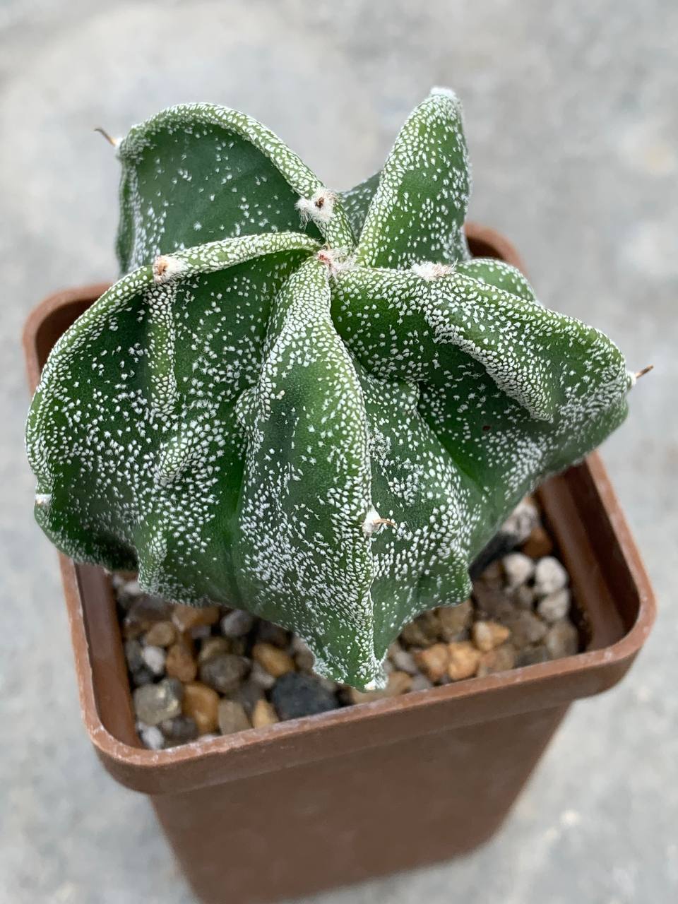 Astrophytum myriostigma Fukuryu