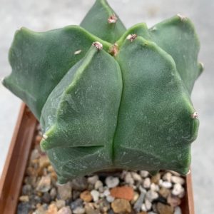 Astrophytum nudum ‘Kikko’
