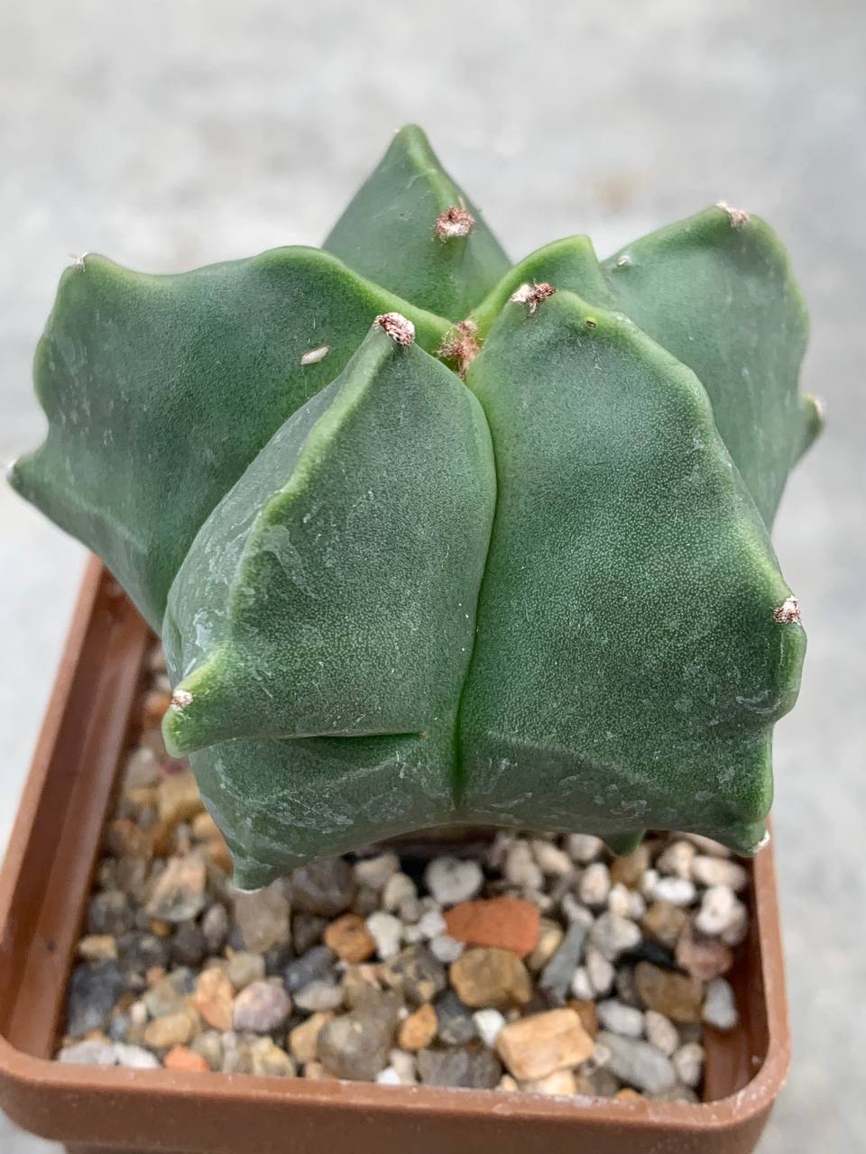 Astrophytum nudum ‘Kikko’