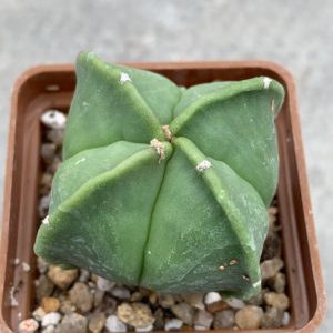 Astrophytum myriostigma nudum quadricostatum