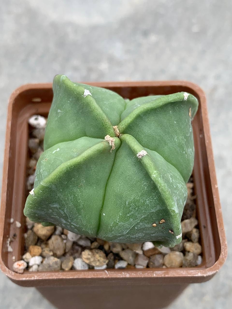 Astrophytum myriostigma nudum quadricostatum