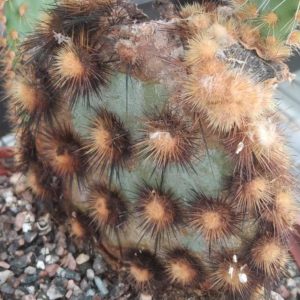 Opuntia azuea -рідкість!- пагони-
