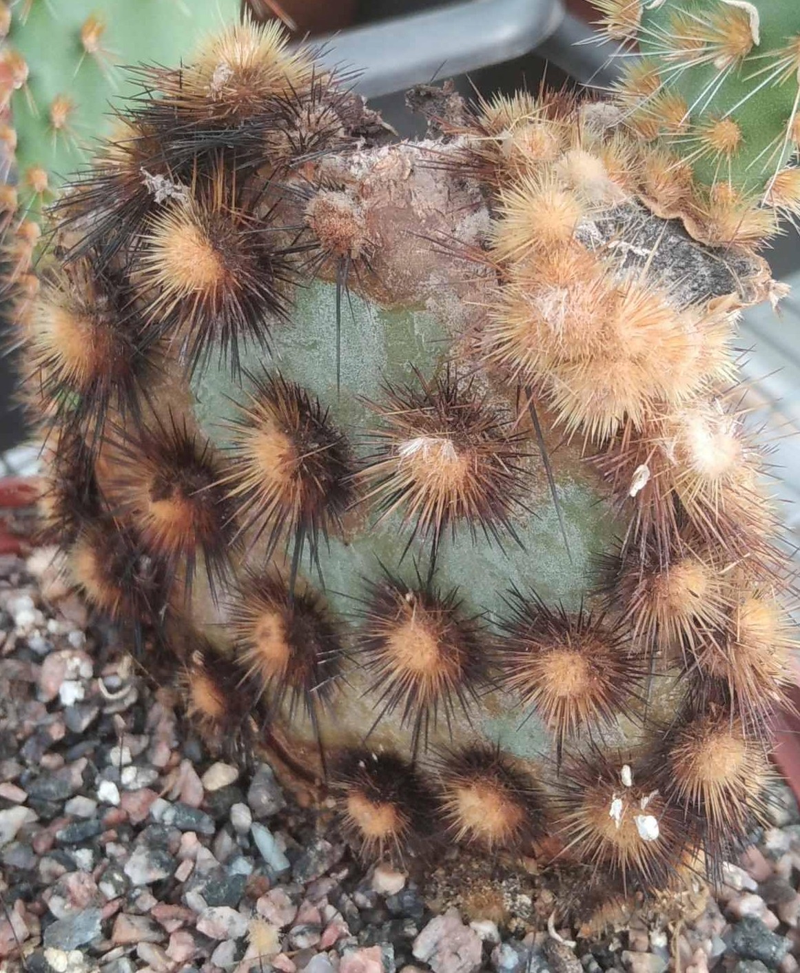 Opuntia azuea -рідкість!- пагони-