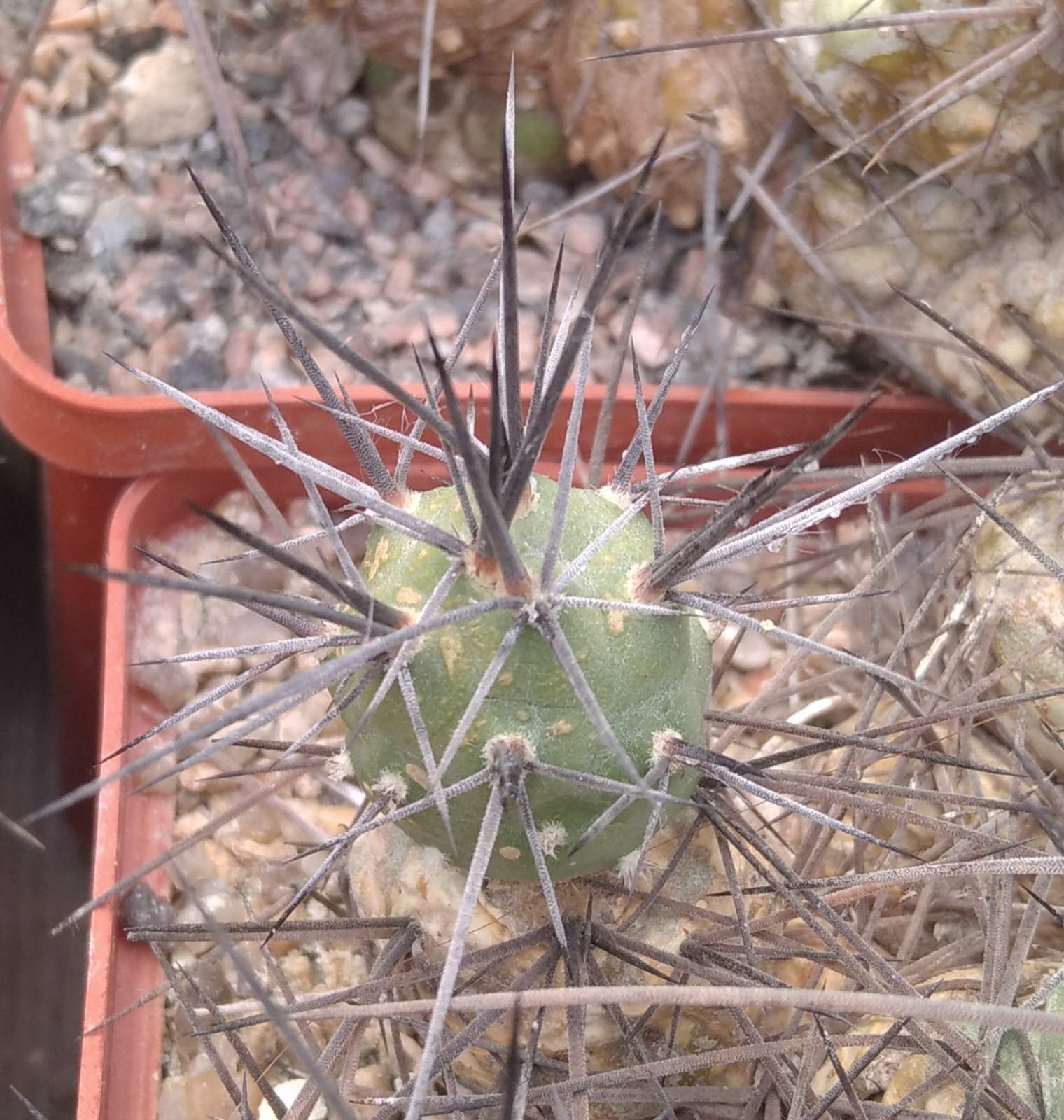 Tephrocactus art. v. nigrispinus -пагони-