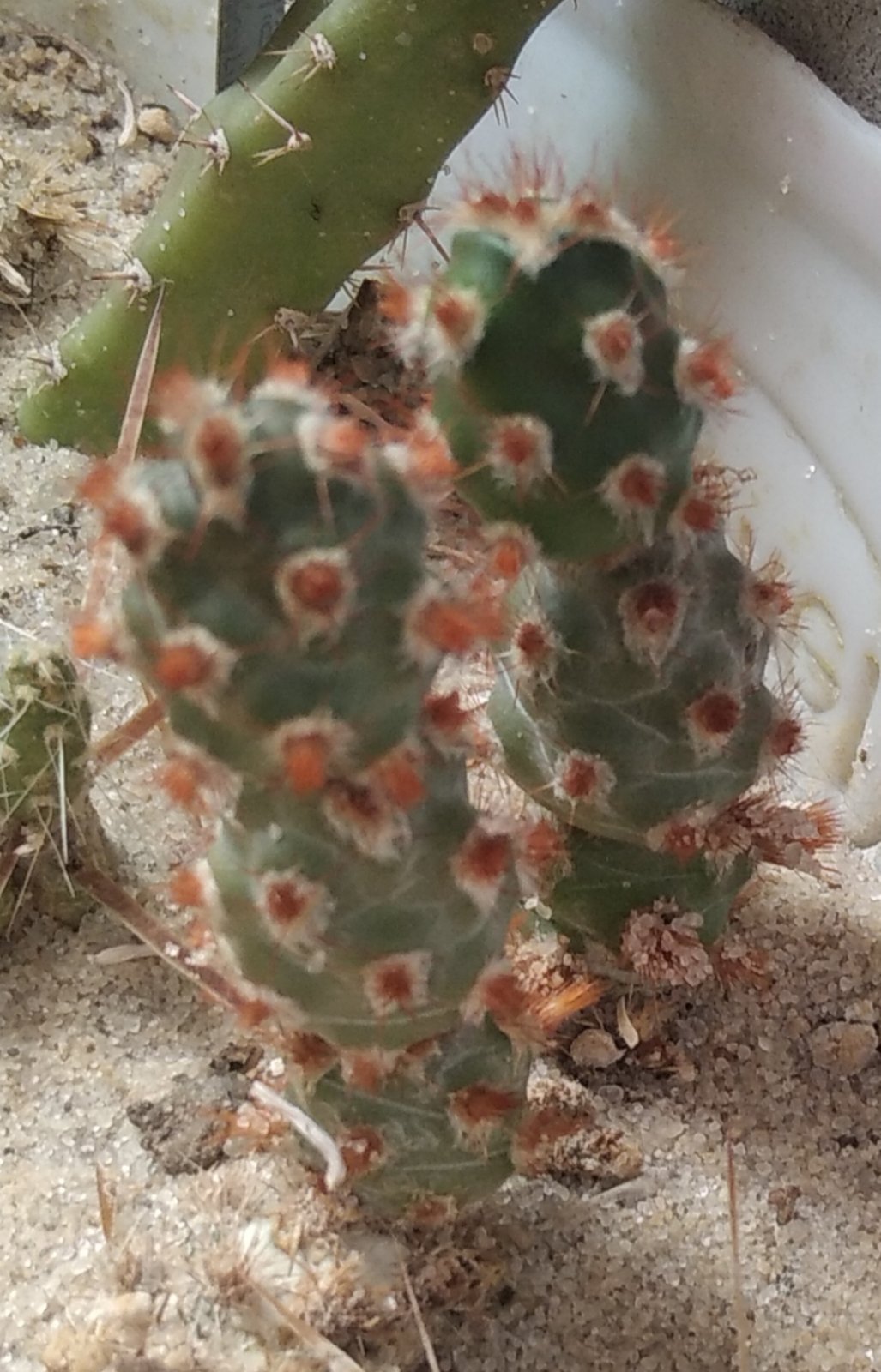 Tephrocactus mollinensis f. RED -вкорінені рослини-