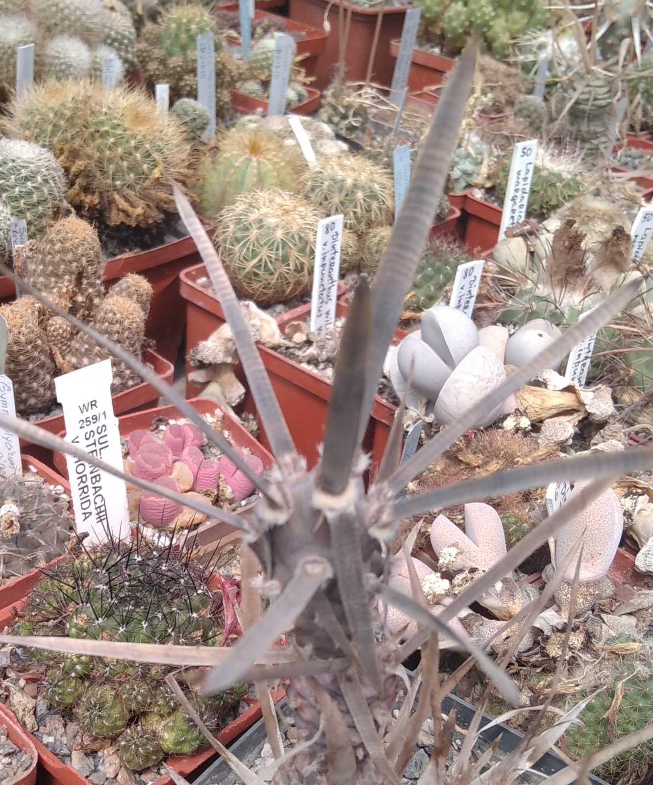 Tephrocactus art. v. syringacanthus - верхній пагін -