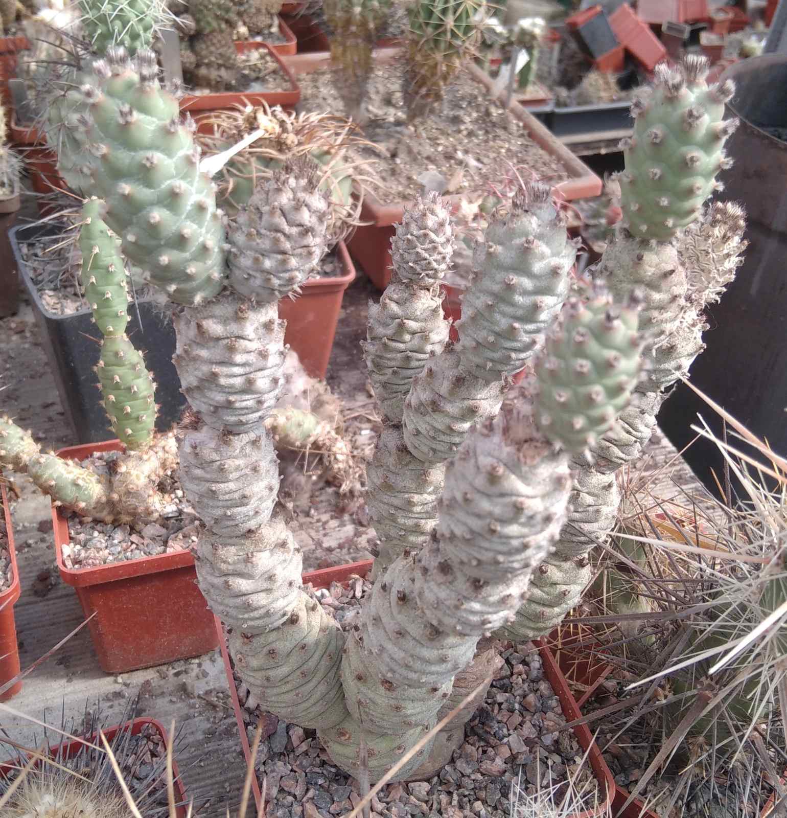 Tephrocactus strobilifomis -classik- пагони-
