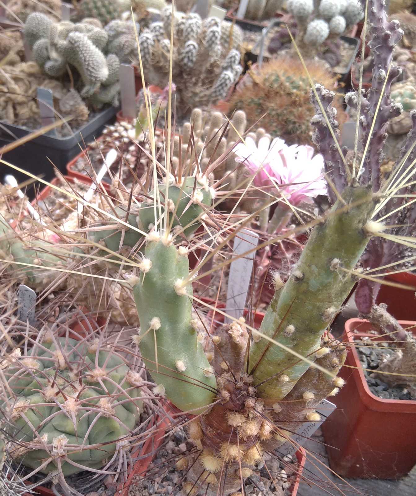 Cumulopuntia pampana -long spines- пагони-