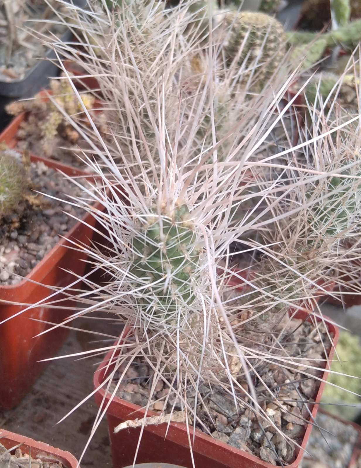 Tephrocactus weberi HS676 -extrem form- верхній пагін -