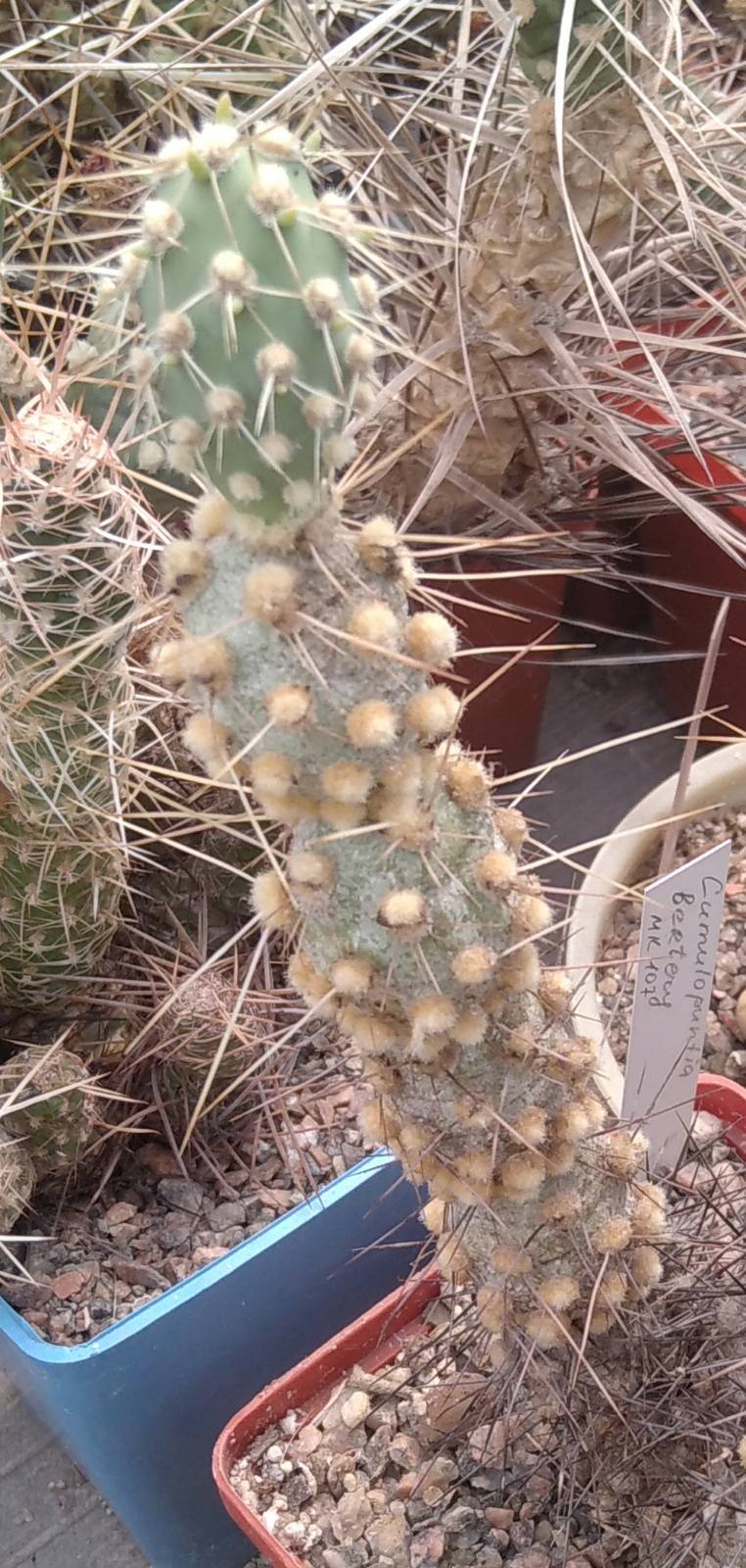 Cumulopuntia berteri MK107 -пагони-