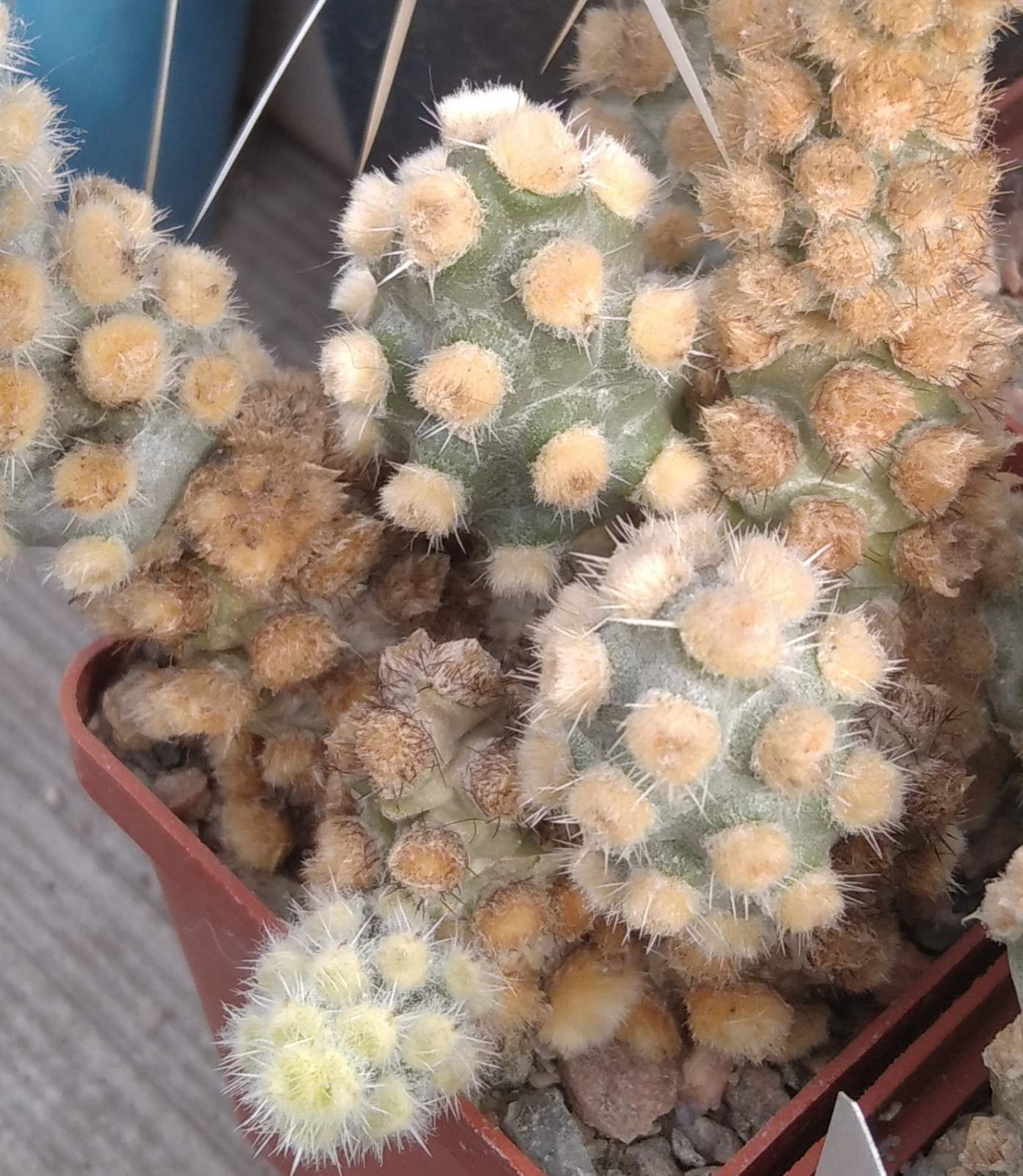Tephrocactus mollinensis f. white - пагони-