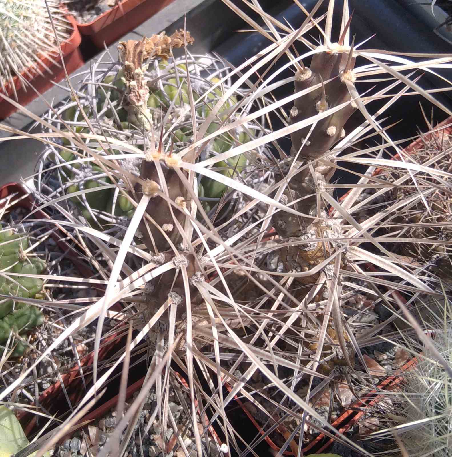Maihueniopsis glomerata TG61 -пагони-