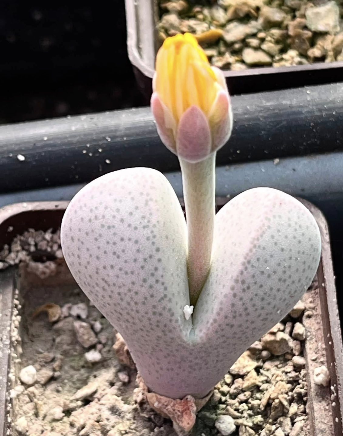 dinteranthus wilmotianus