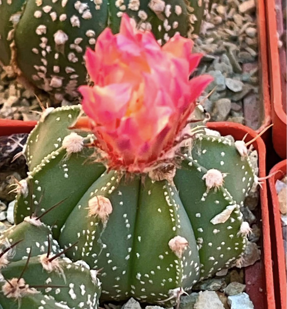 astrophytum rote blute
