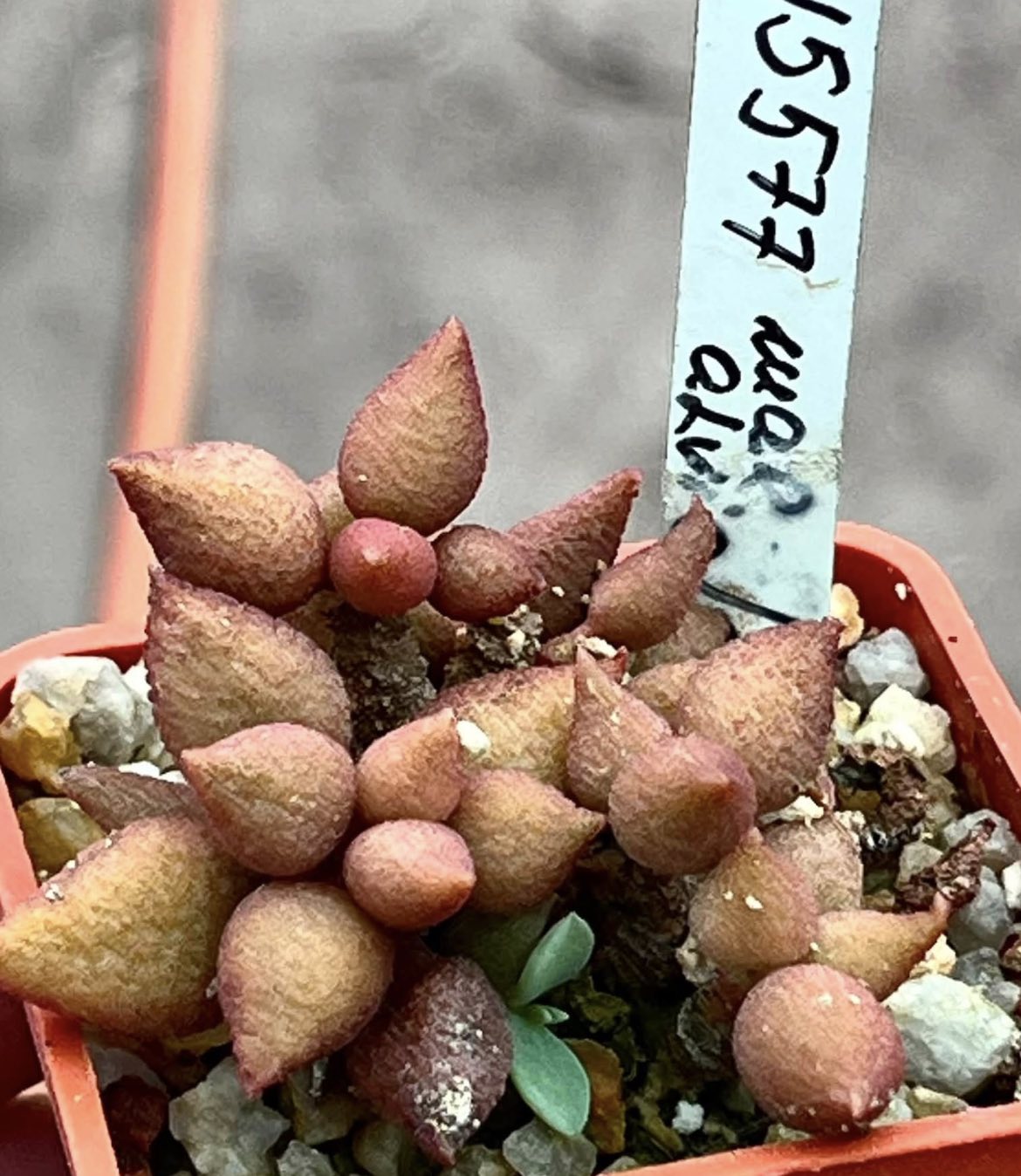 adromischus marianae alveolatus