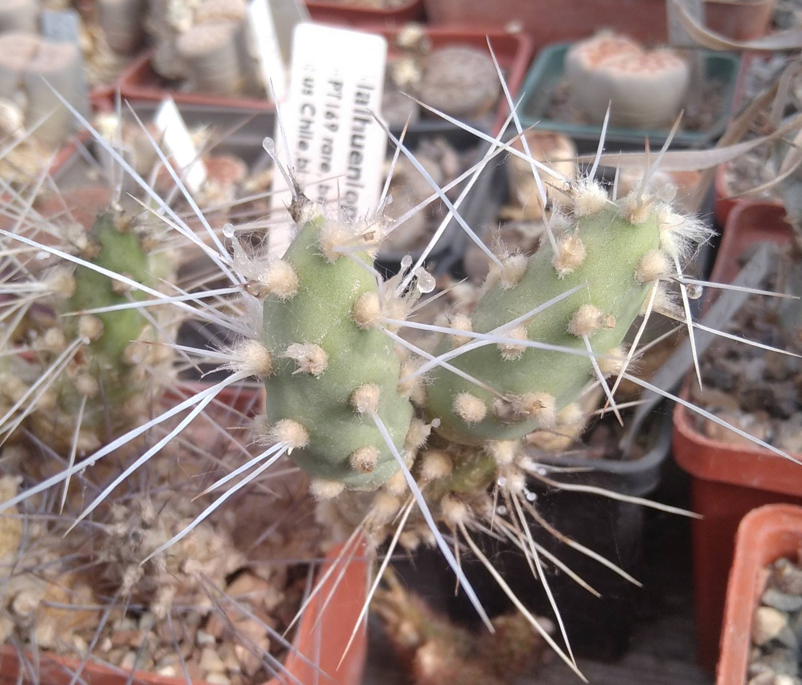 Maihueniopsis atacamensis PT169 -rare- пагони-